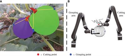 Grasping and cutting points detection method for the harvesting of dome-type planted pumpkin using transformer network-based instance segmentation architecture